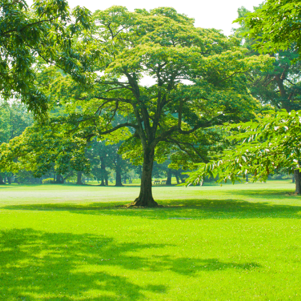 TRAVNÍ SMĚS PARK